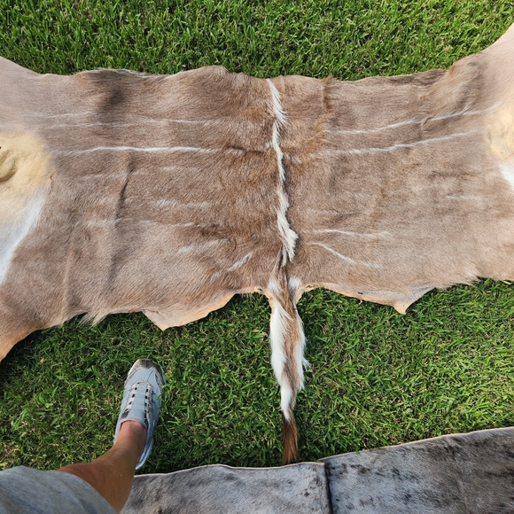 African hides, various - Picture 3 of 4